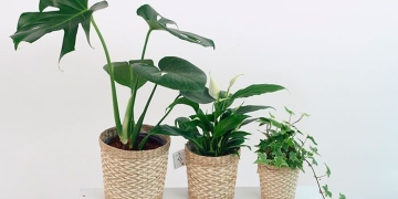 Las mejores plantas para tu casa